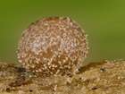 Habitus