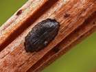 Habitus