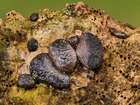 Habitus