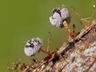 Habitus
