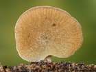 Habitus